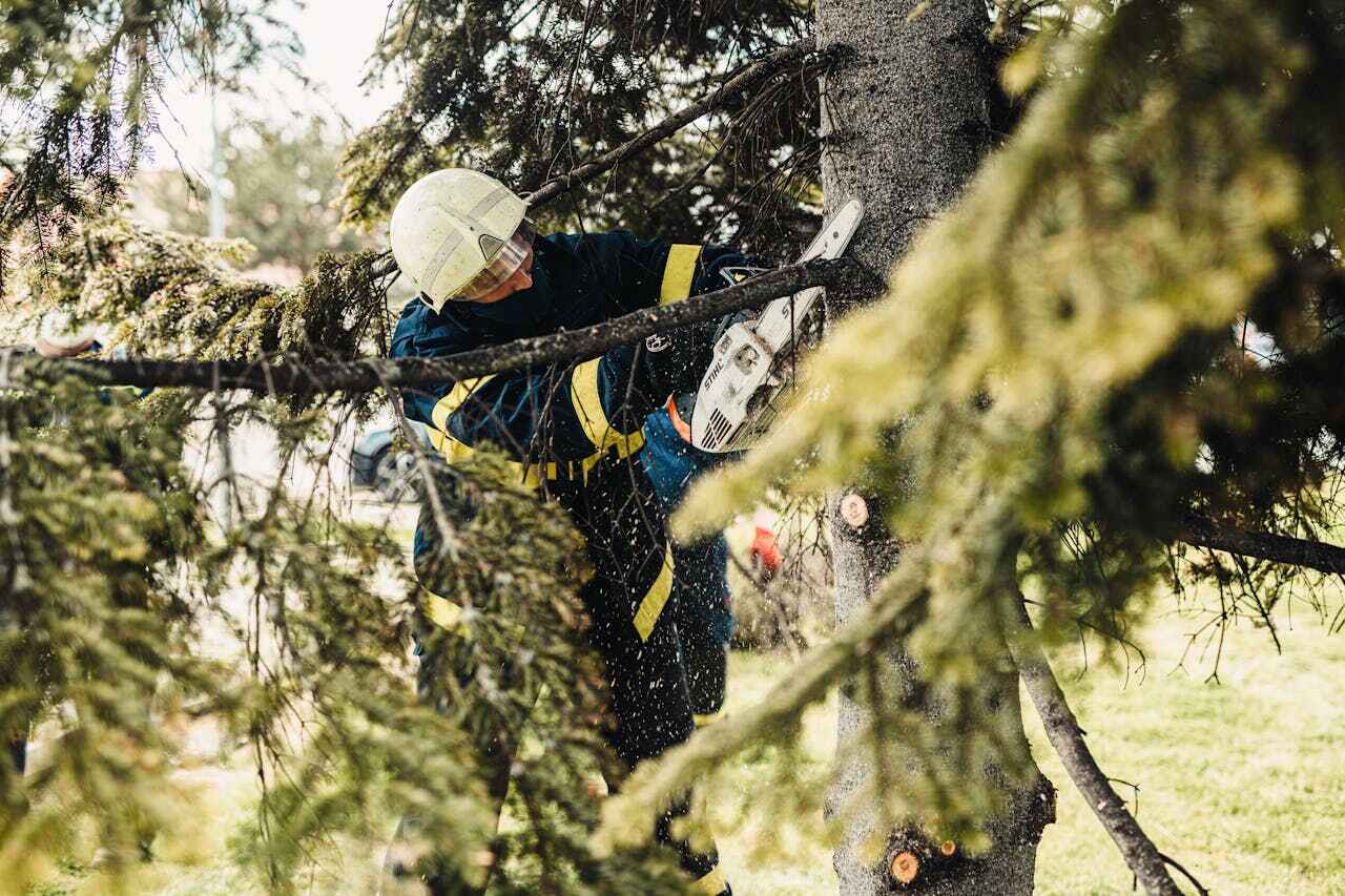 Best Tree Cutting Near Me  in Memphis, FL